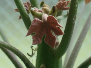 被爆アオギリを世界へ